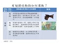 【觀念】動物運動構造與運動方式的關聯 自然 均一教育平台
