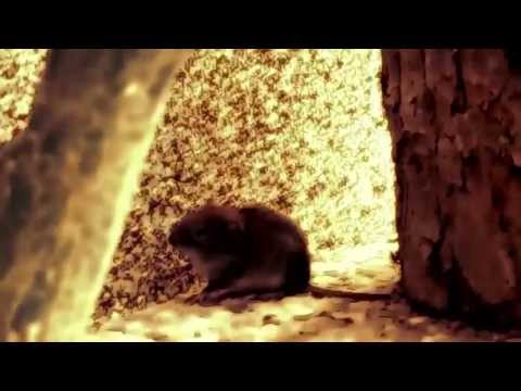 Perek Shirah - Natures Song Chapter 5