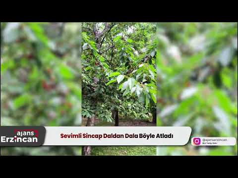 Sevimli Sincap Daldan Dala Böyle Atladı
