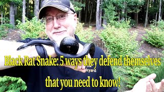 Five Black Rat Snake defense strategies you need to know! (Eastern Rat Snake) Pantherophus sps.)