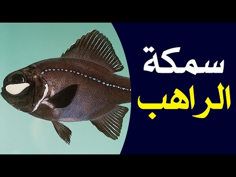 معلومات قد لا تعرفها عن سمكة الراهب