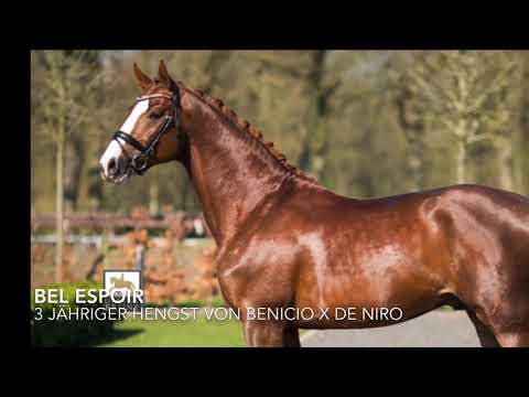Unserer 3 jährige gekörte Hengst von Benicio x De Niro