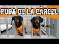 Perros Salchicha En La Cárcel Podrán Escapar