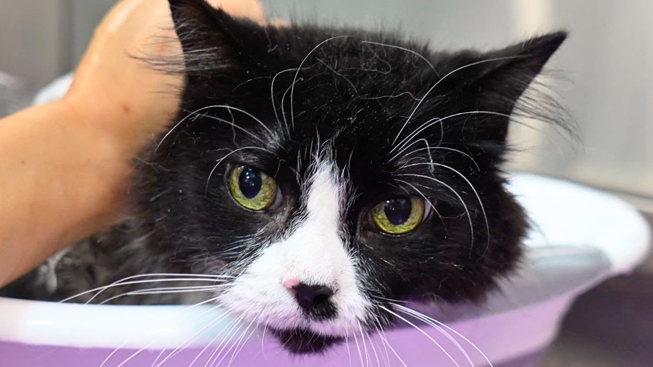 Thank you...Please Don't Come Again 😅 | One WILD Geriatric Cat