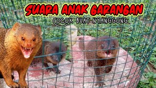 Download lagu suara anak garangan, cocok buat nyanggong, rekaman video dan suara asli mp3