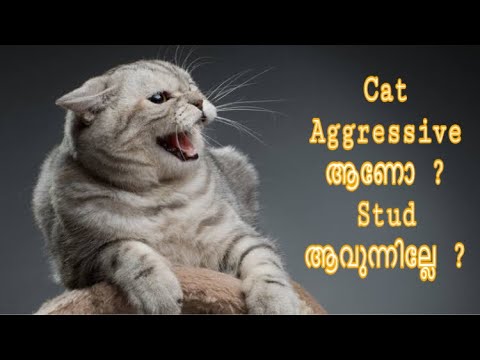 Cat Aggressive ആണോ ? Stud ആവുന്നില്ലേ ? തുടക്കക്കാർ അറിയാൻ ||Persian cat malayalam