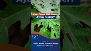 Download lagu HOW TO MAKE BROILER CHICKENS FAT QUICKLY, GIVE THEM THIS! #HerbalChicken #BroilerChicken #Broiler... mp3 Download lagu HOW TO MAKE BROILER CHICKENS FAT QUICKLY, GIVE THEM THIS! #HerbalChicken #BroilerChicken #Broiler... mp3