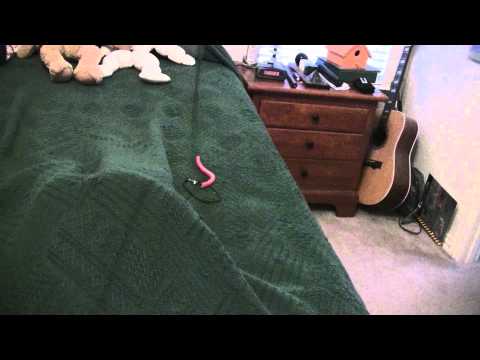 Siamese Cat Plays Undercovers