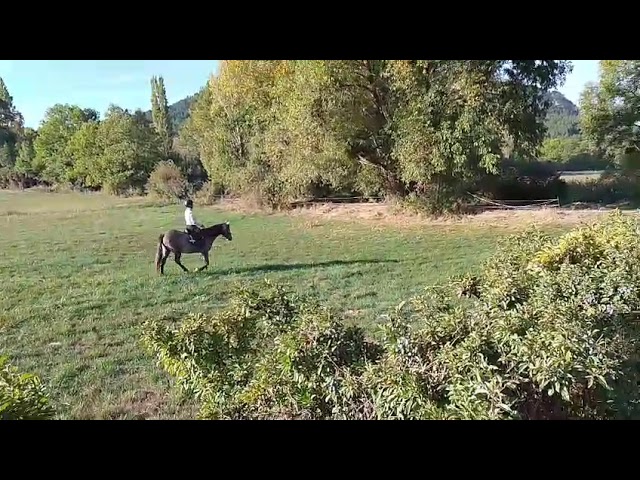 Nimbo des Geais