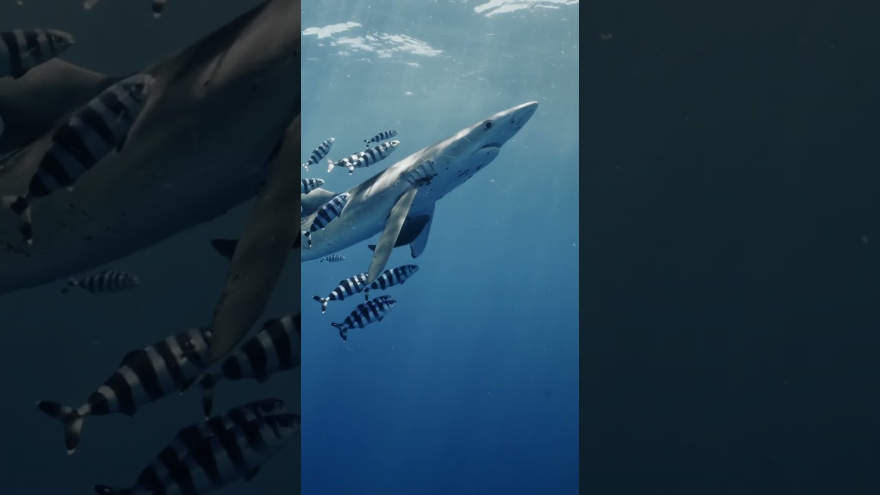 True Ocean Wanderers, Blue Sharks