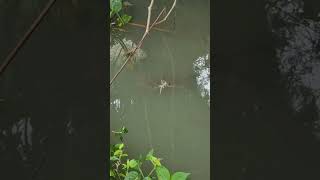 Download lagu শোল মাছ।সুবহানাল্লাহ, আলহামদুলিল্লাহ, আল্লাহু আকবার। mp3
