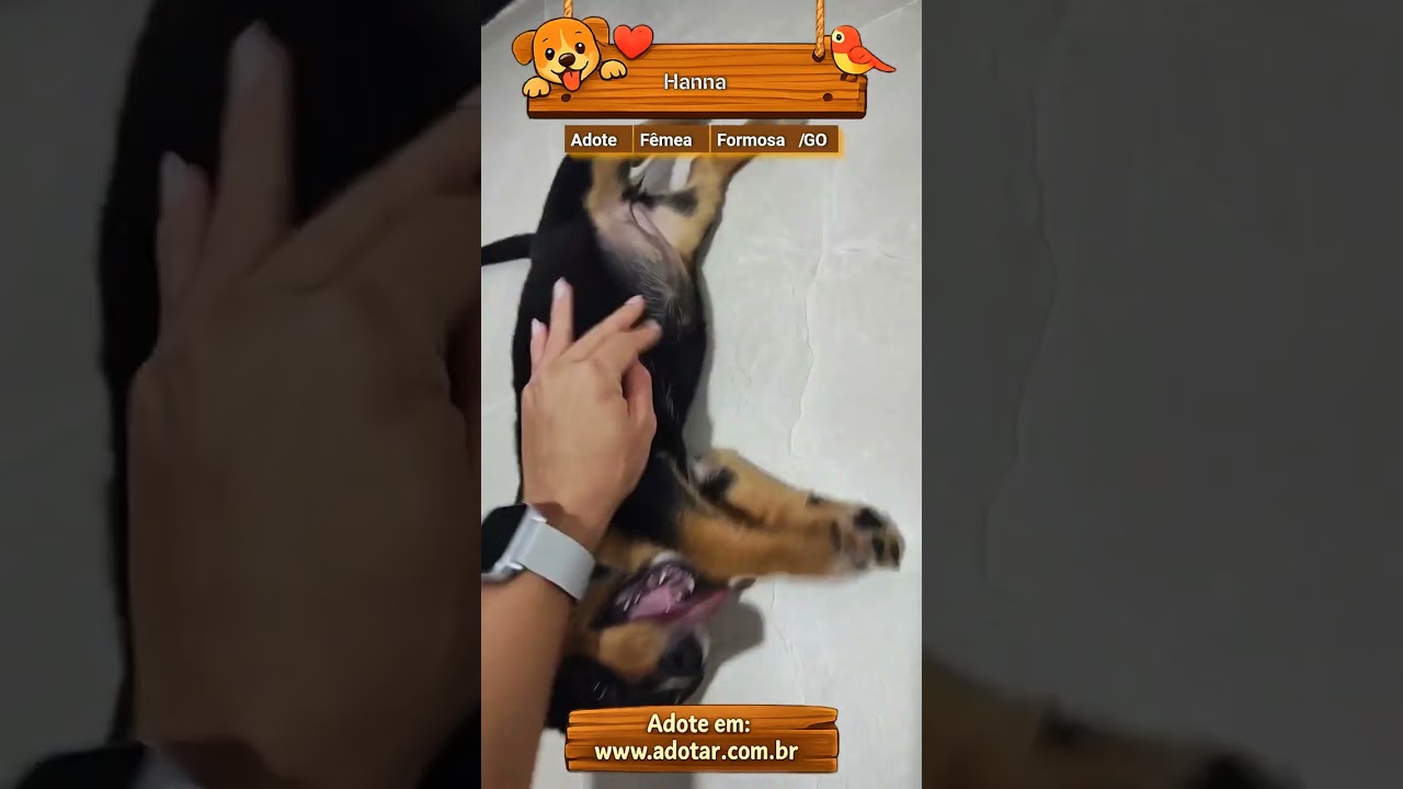 Cachorro raça SRD-ViraLata idade Abaixo de 2 meses nome Hanna