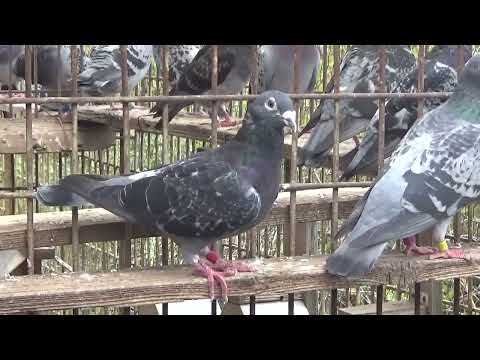 Columbofil dl Nicu Bizdrigheanu Urziceni Romania porumbei reproductie 18 oct 2025 part 2