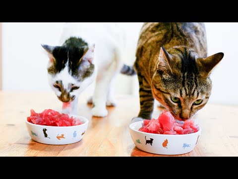 Cats Eat SASHIMI ( Raw Tuna ) For The First Time