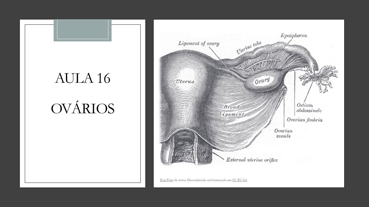 Videoaula 16 Ovário
