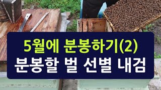 5월에 분봉하기(2), 분봉할 벌 선별내검하기, 어린 충 없는 봉판으로 무왕군만들기
