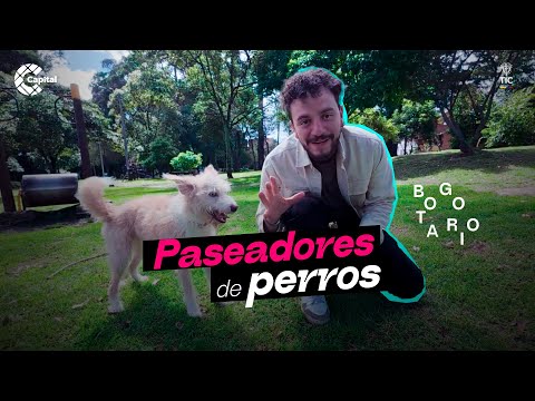 Los paseadores de perros en Bogotá son un lazo de afecto | Bogotario