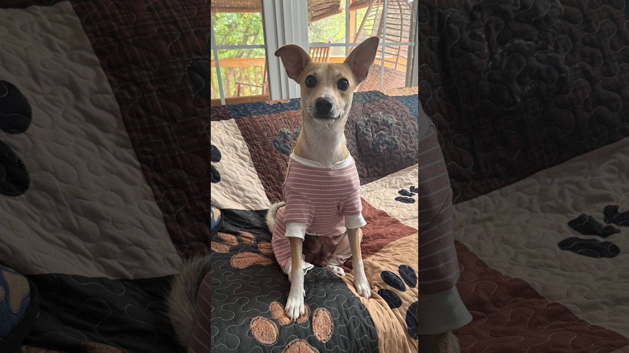 Enlarge Pippa (watch my video) , an adopted mixed breed in Ellicott City, MD video 6/6