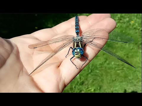 15 Incredible Dragonfly Species