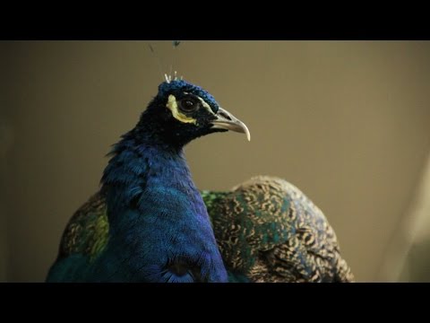 Peacocks and Peonies II  Smithsonian American Art Museum