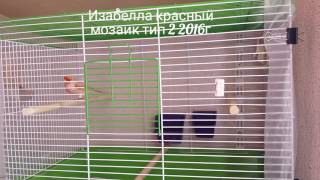 Изабелла красный мозаик тип 2 2016г.