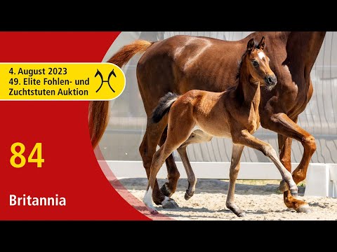 49th Verden Elite Foal -OnLive-Auction- Aug. 4th, No. 84 Britannia by Bonhoeffer - Nechristo