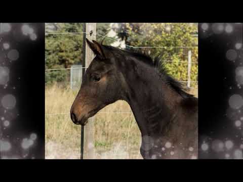 Prämien-Hengstfohlen Bronze