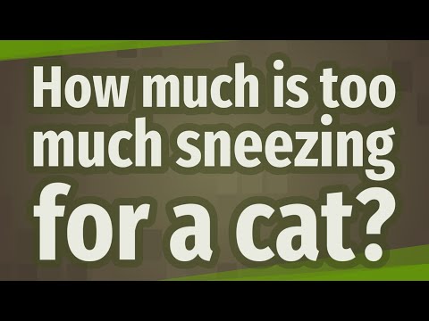 How much is too much sneezing for a cat?