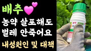 배추???? 약을 살포해도 벌레가 안죽어요? 왜????? 농약의 내성원인 및 대책?