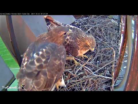 Big Red Stops By To Check On "Nestorations" – Nov. 1, 2017