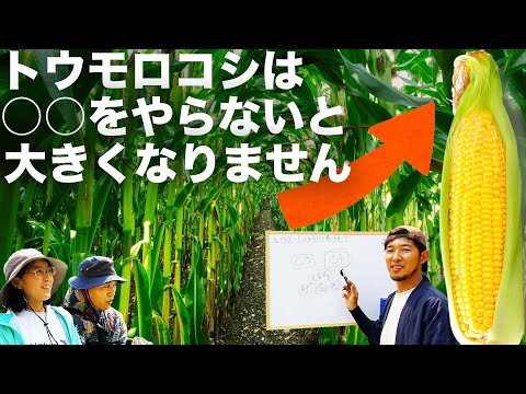 欧州トウモロコシボーラーについて詳しく解説