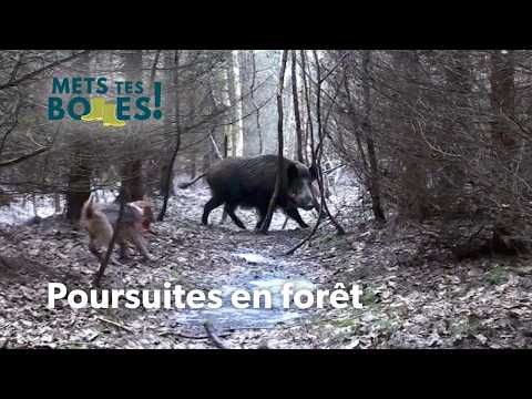 Chasse au sanglier : Immersion au cœur de la traque