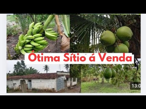 SÍTIO Á VENDA EM REMÍGIO PB VALOR 110 MIL REAIS ZAP 83 9 9967-0660