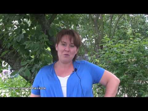 Jak wychować idealnego psa?