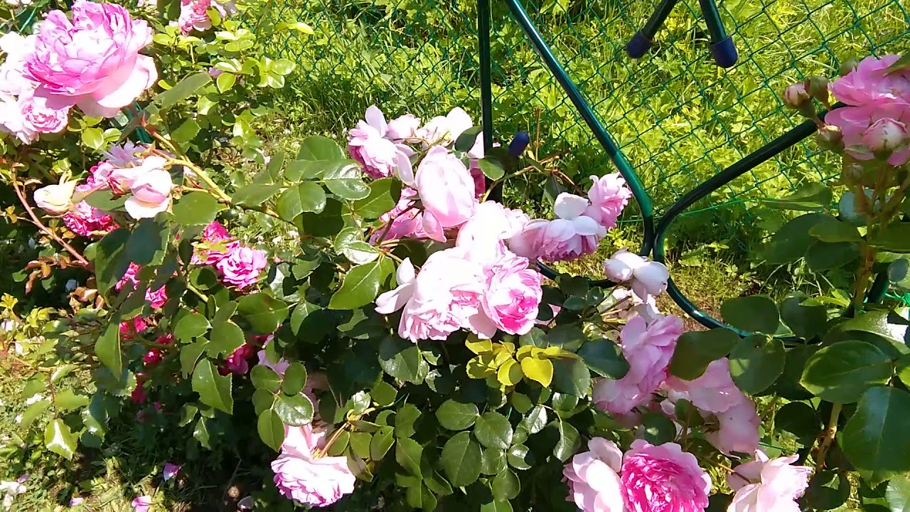 Роза Жасмин