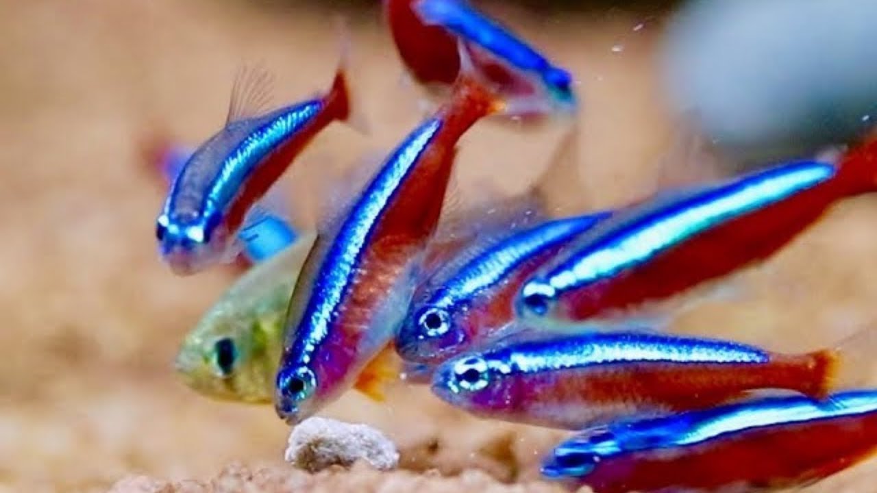 20 Most Colorful Types of Tetras to Intrigue Aquarists