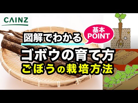 園芸 ごぼう、栽培ごぼう、ごぼう