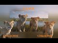 Young Mufasa Taka Multilanguage Mufasa The Lion King
