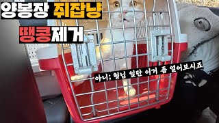 양봉장에 들어온 2호 쥐잡이용 고양이 땅콩수술 해주기