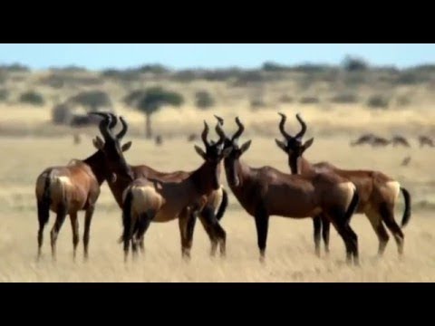 Kalahari - Afrikas paradiesische Wüste (Folge 2)