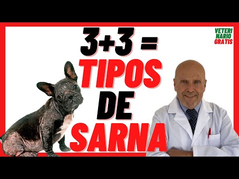 I explain the 🔴 3 + 3 TYPES OF MANGE in Dogs 🔴 Mites in DOGS 🔴 Symptoms and Treatment