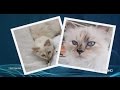 Karl Lagerfeld Interview: Choupette Is A 'full Time Job' | CNBC Conversation