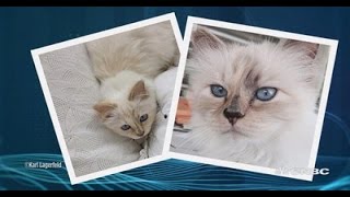 Karl Lagerfeld interview: Choupette is a 'full time job' | CNBC Conversation