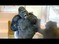 Gorilla Big Fight Silverback Is Angry Toward His Son The Shabani Group