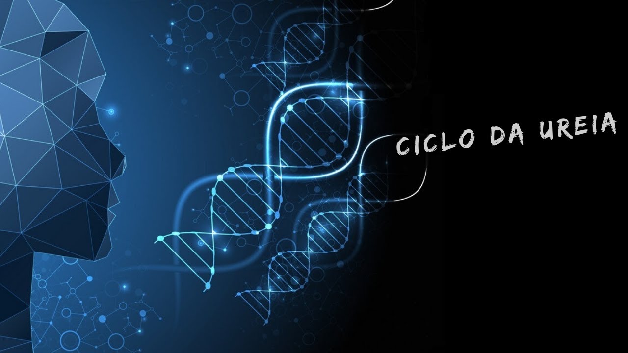 Ciclo da ureia