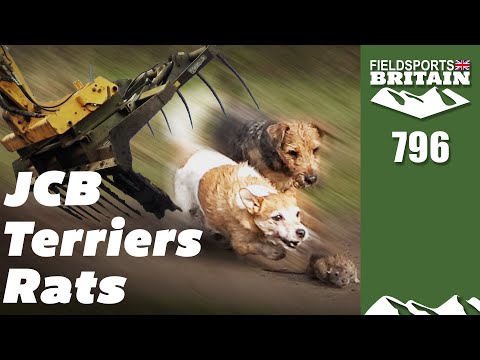 Fieldsports Britain – Rats vs JCB and terriers