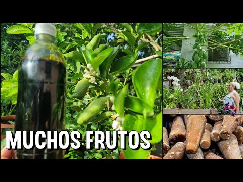 Como se hace la MELAZA para tener enormes COSECHAS de cualquier Arbol