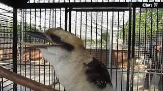 Download lagu Kookaburra Laughing Kicau ngekek tengkek Australia Kicau ngekek melenting mp3 Download lagu Kookaburra Laughing Kicau ngekek tengkek Australia Kicau ngekek melenting mp3