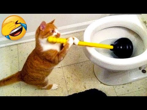 Essayer de ne pas rire meilleurs chiens et chats drôles partie 22
