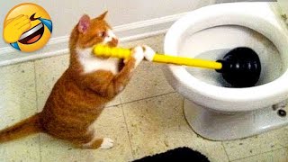 Essayer de ne pas rire meilleurs chiens et chats drôles partie 22